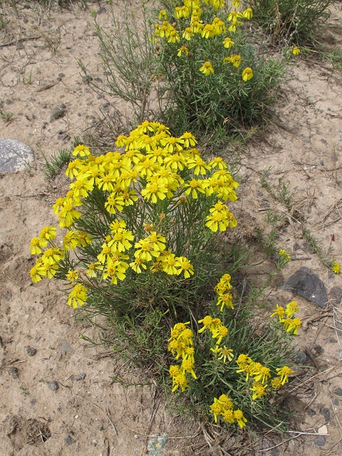 Hymenoxys richardsonii